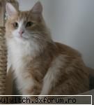 pisici aici scrie despre cele mai dragute animalute care numesc cele mai serios. Administrator