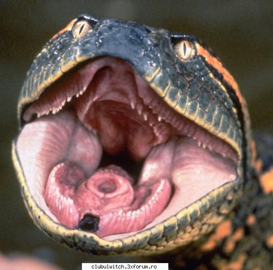 poze animale anaconda