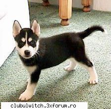 Catei - layla_cormy - Animale
