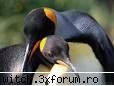 Pinguini - Deasemenea, aceste pasari traesc la Polul Nord - Animale