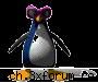 Pinguini - Au ciocul galben sau portocaliu, iar culorile lor - Animale