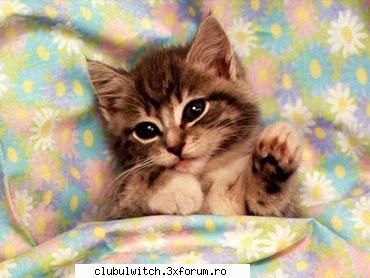 Pisici - Cornelia - Animale