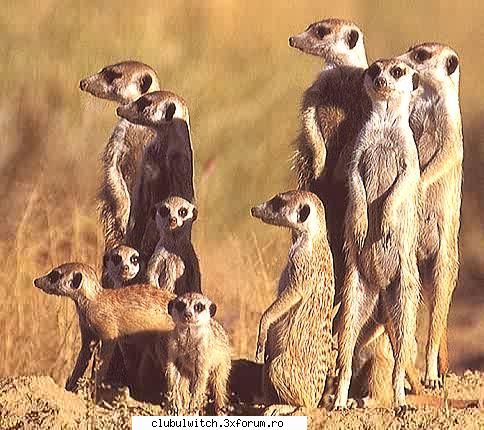 suricate suricate