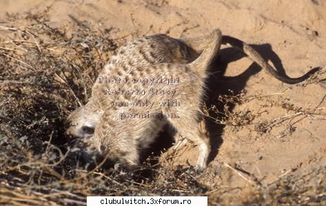 Suricate - Taranee_21 - Animale
