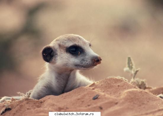 Suricate - sunt fana no. 1 a suricatelor - Animale