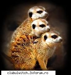 Suricate - Taranee_21 - Animale