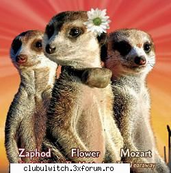 Suricate - Taranee_21 - Animale