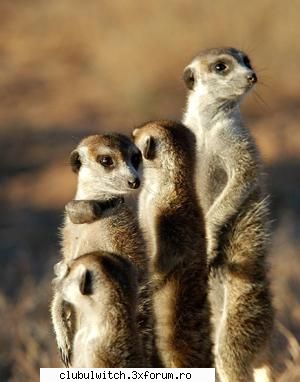 Suricate - Taranee_21 - Animale